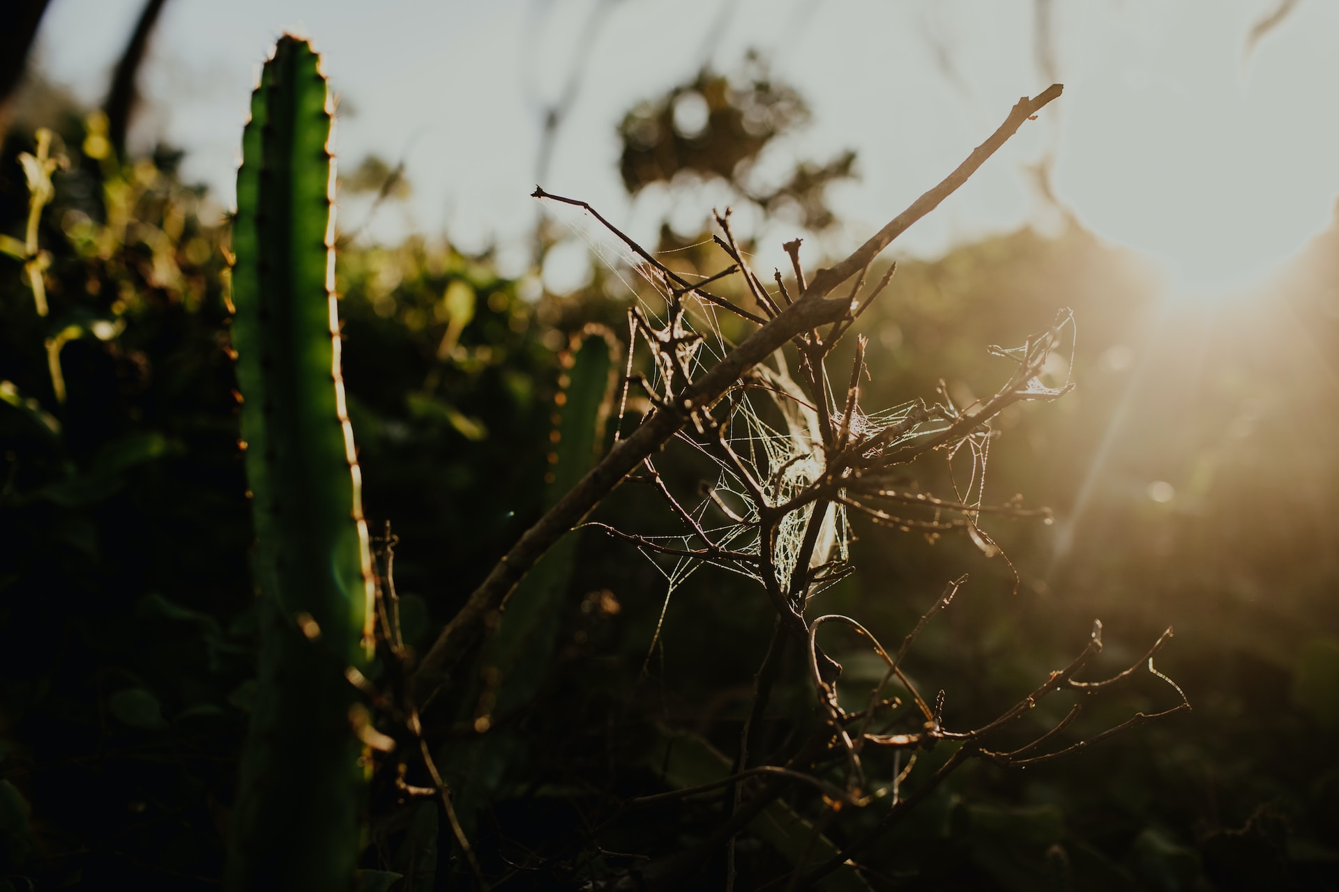 cacti