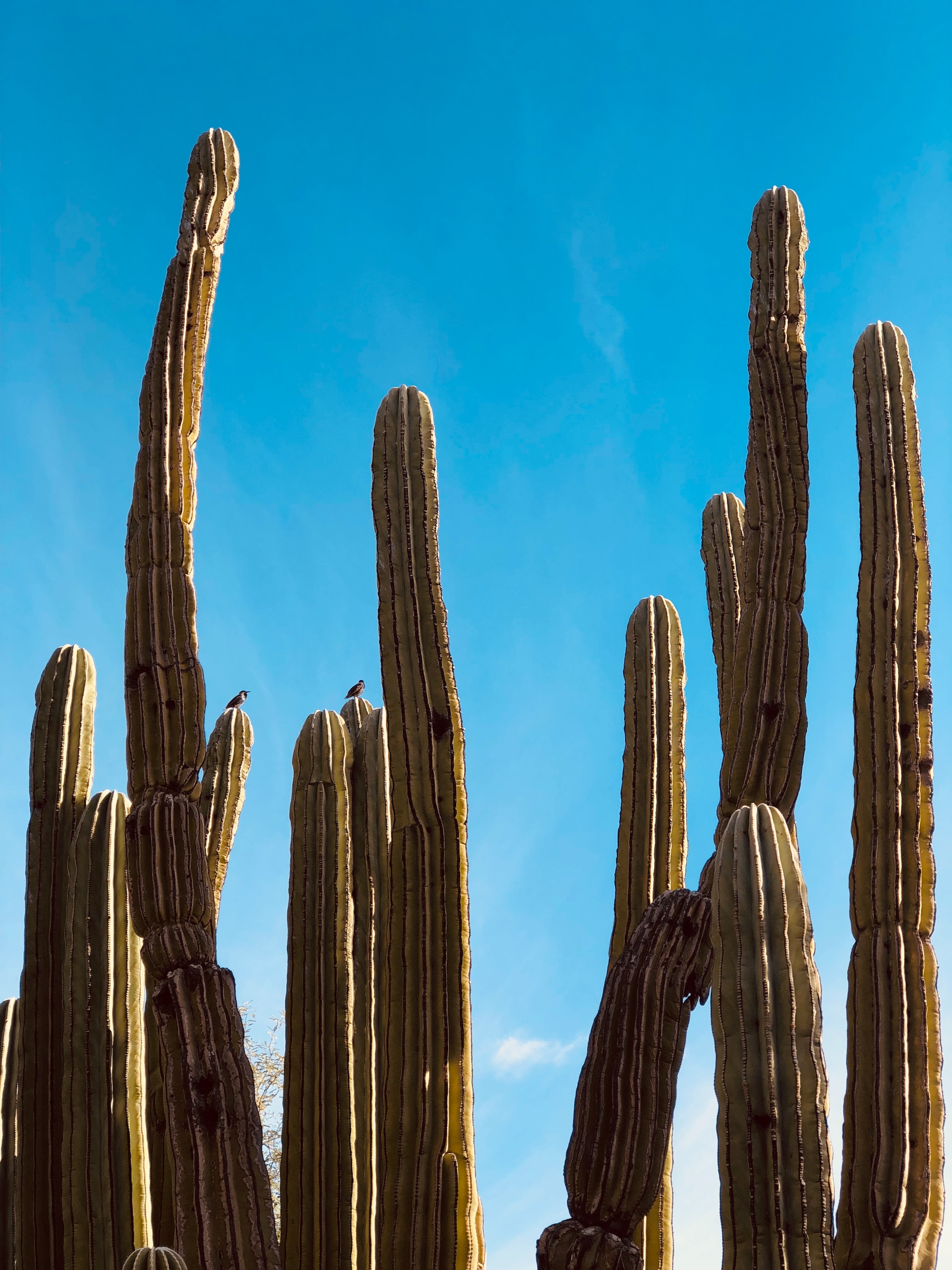 cacti